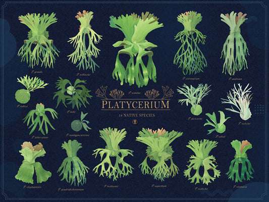 Platycerium: Nature's Living Wall Art