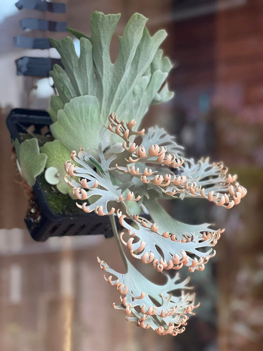 The Crown Jewel: Platycerium Willinckii "Tiara"