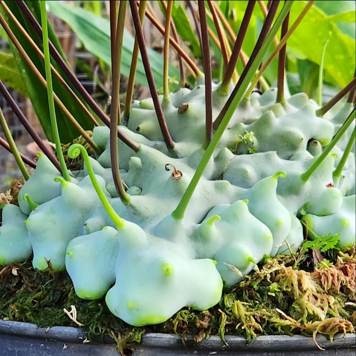 Other Plants