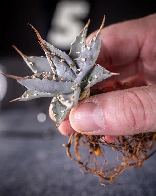 (COMING SOON) Agave Utahensis var. Nevadensis - Seed Grown