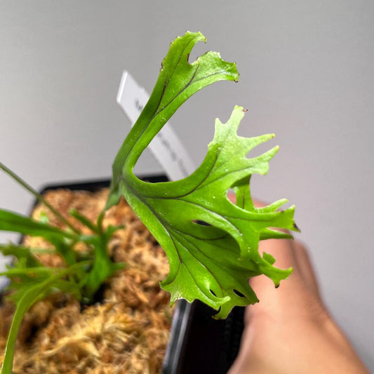 Microsorum sp. “fireworks”