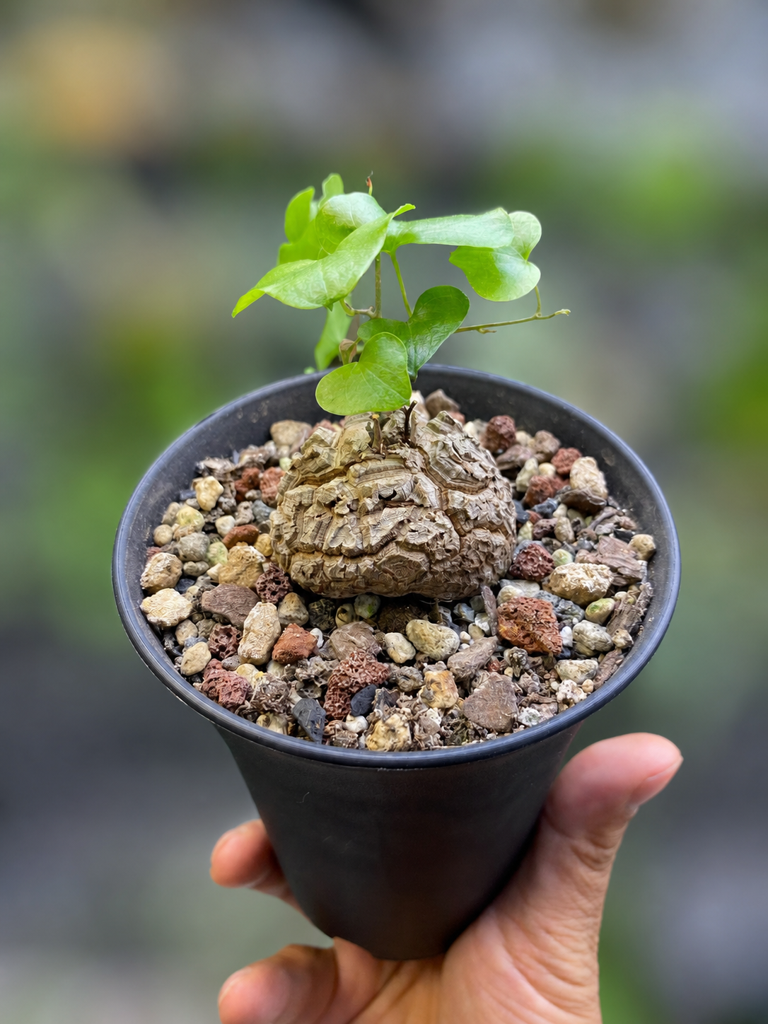 Dioscorea Elephantipes
