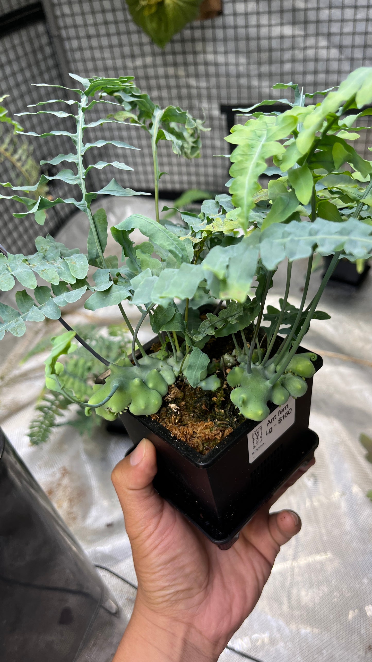 Lecanopteris Deparioides