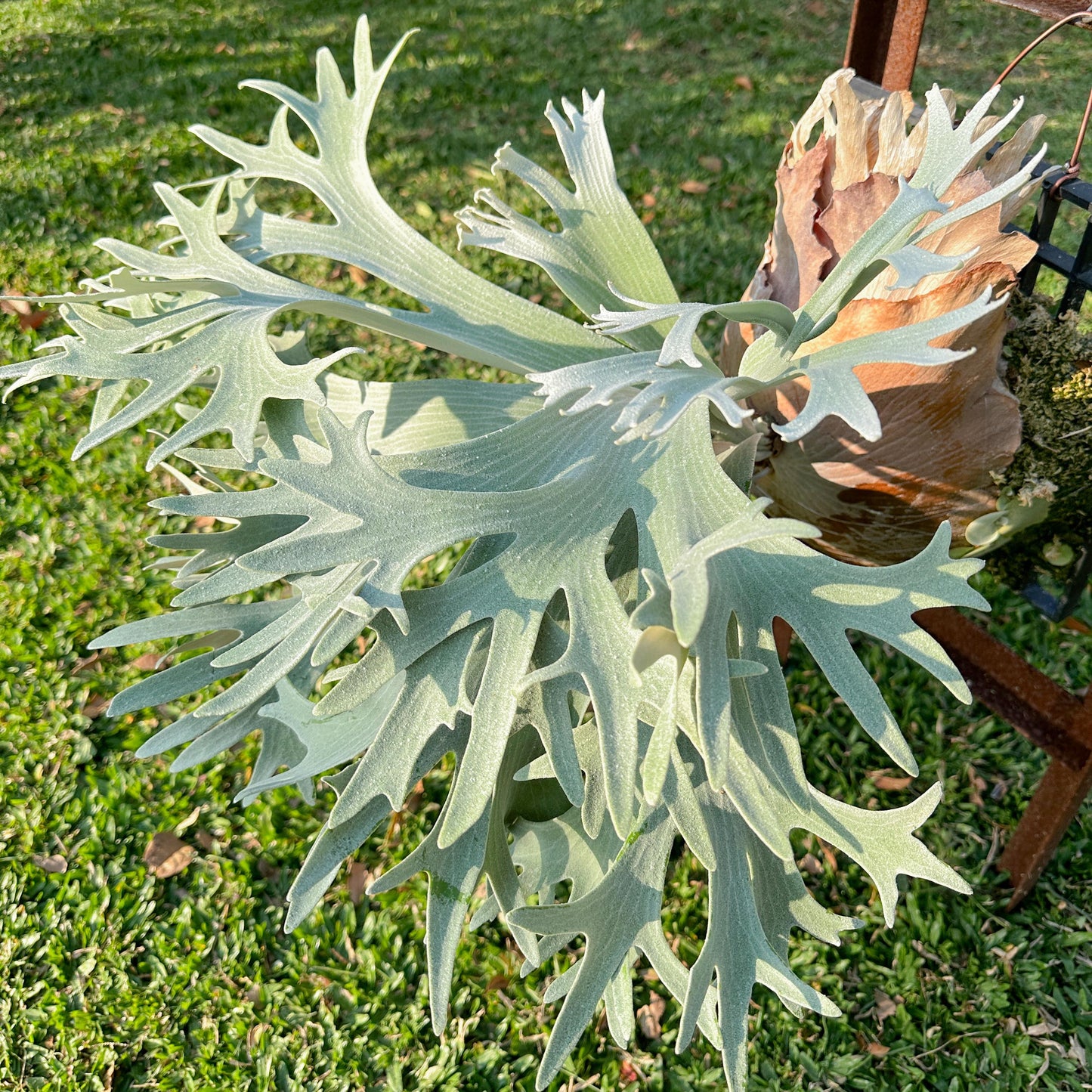 Platycerium Bifurcatum SP. White Staghorn Fern 4"