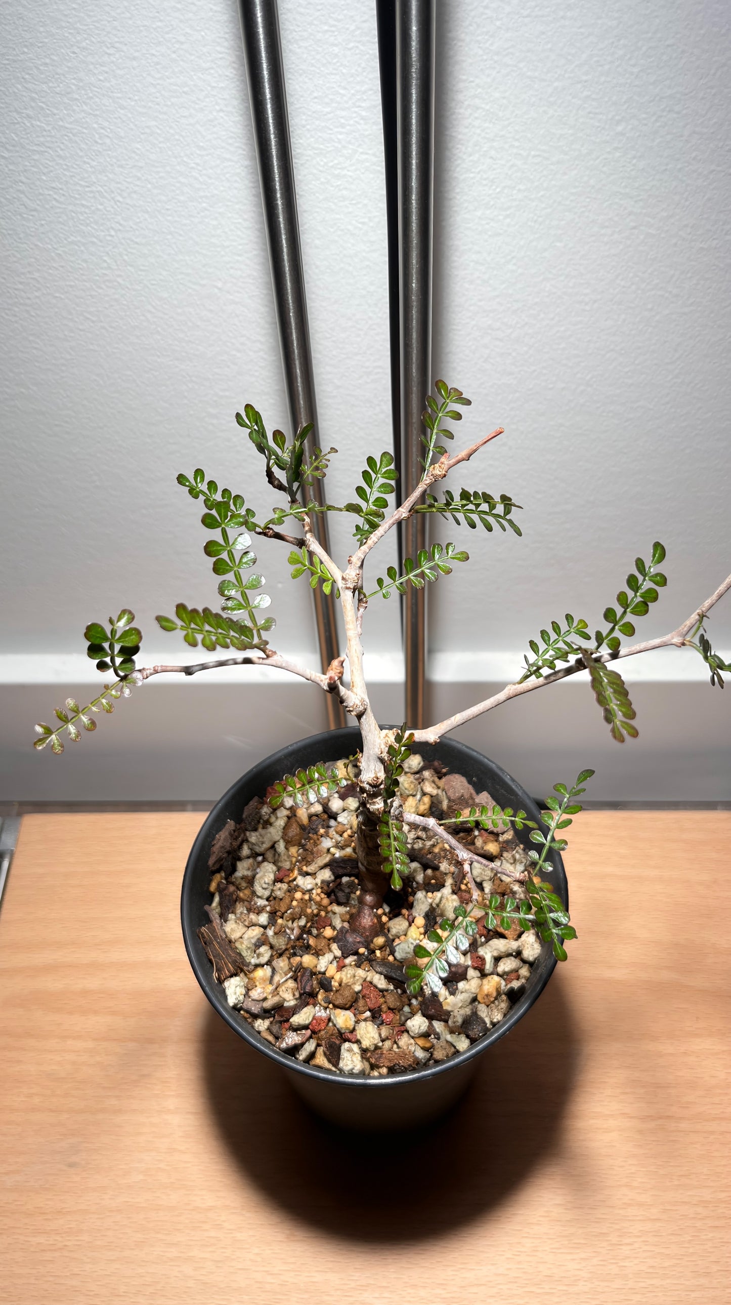 Operculicarya pachypus