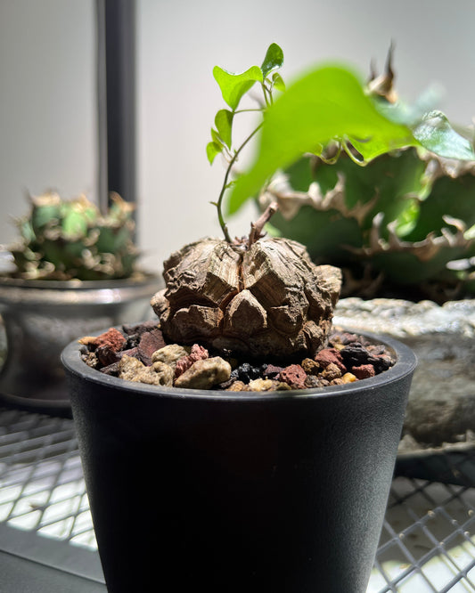 Dioscorea Elephantipes: The Living Sculpture Your Collection Needs