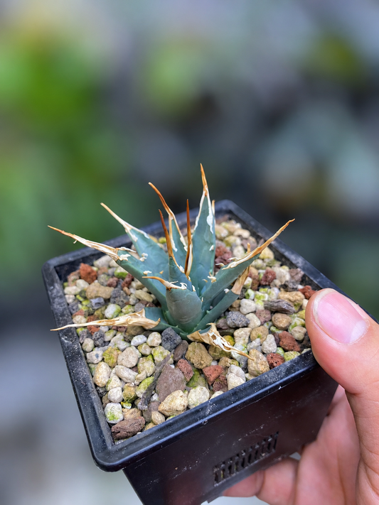 Agave Utahensis var. Eborispina - Seed Grown