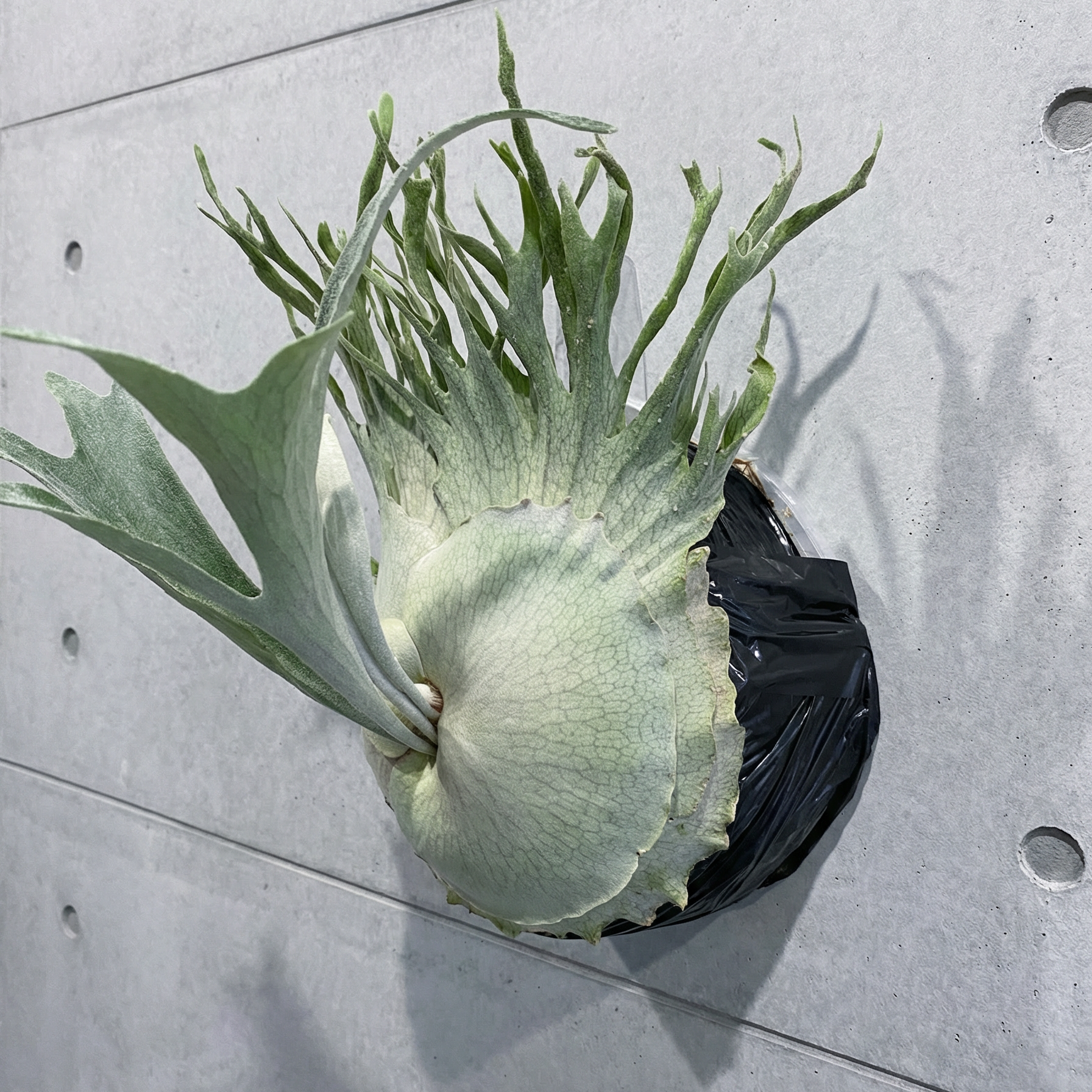 Platycerium veitchii 'High Finger' (AUS): The Silver Crown – Platy