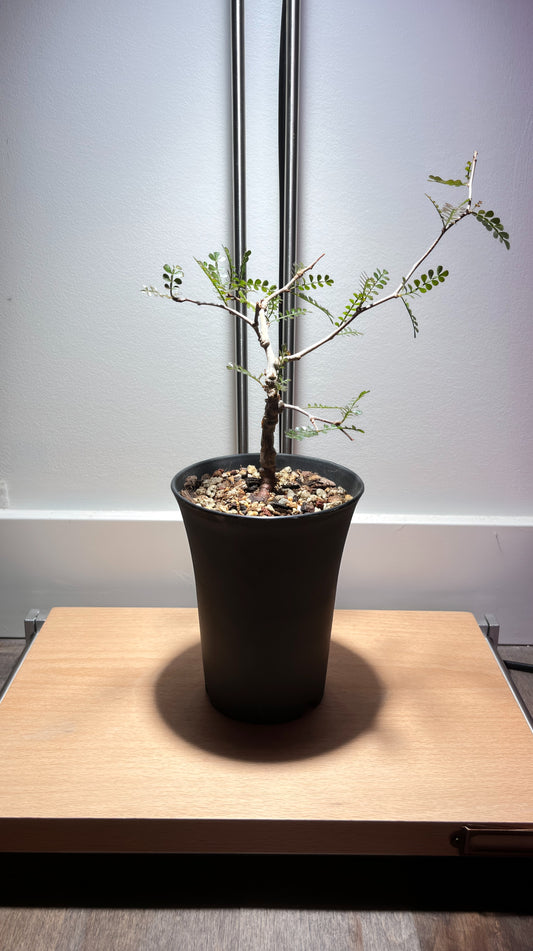 Operculicarya pachypus