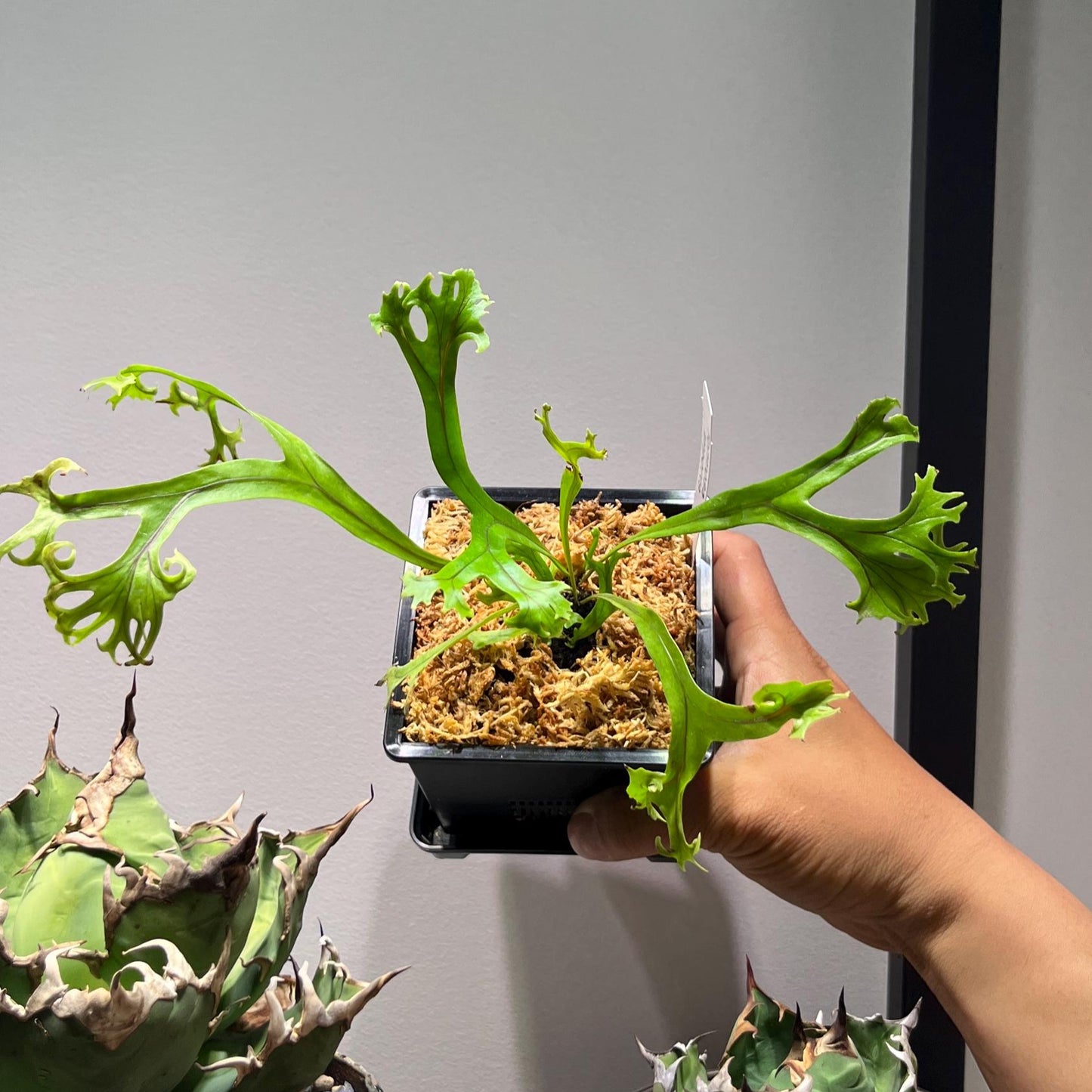 Microsorum sp. “fireworks”