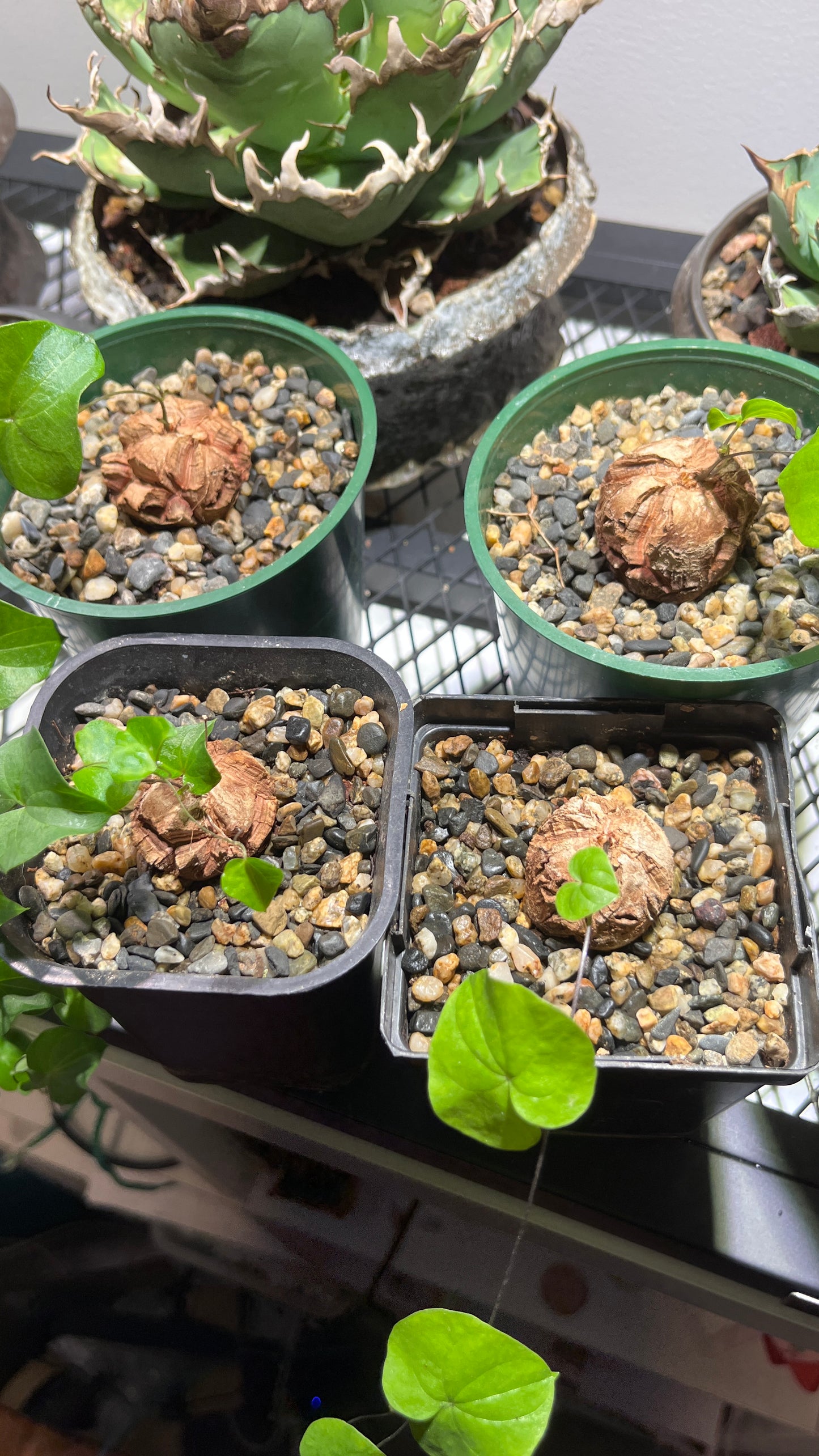 Dioscorea Elephantipes: The Living Sculpture Your Collection Needs