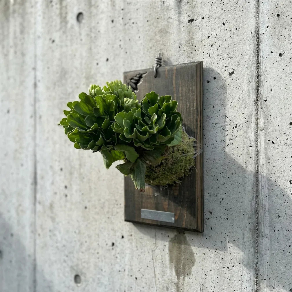 Dwarf Silver Ridleyi – Platy & Co