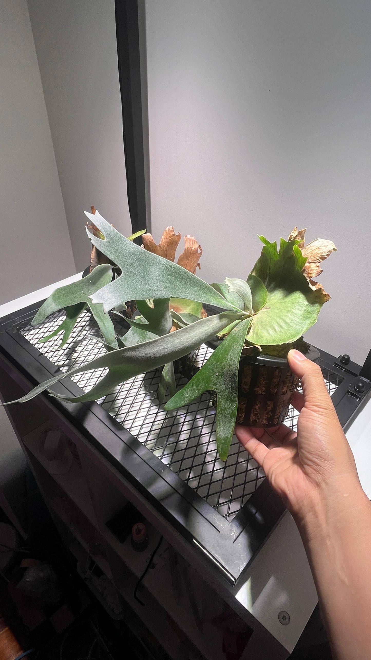 Platycerium Willinkii Staghorn Fern 4"