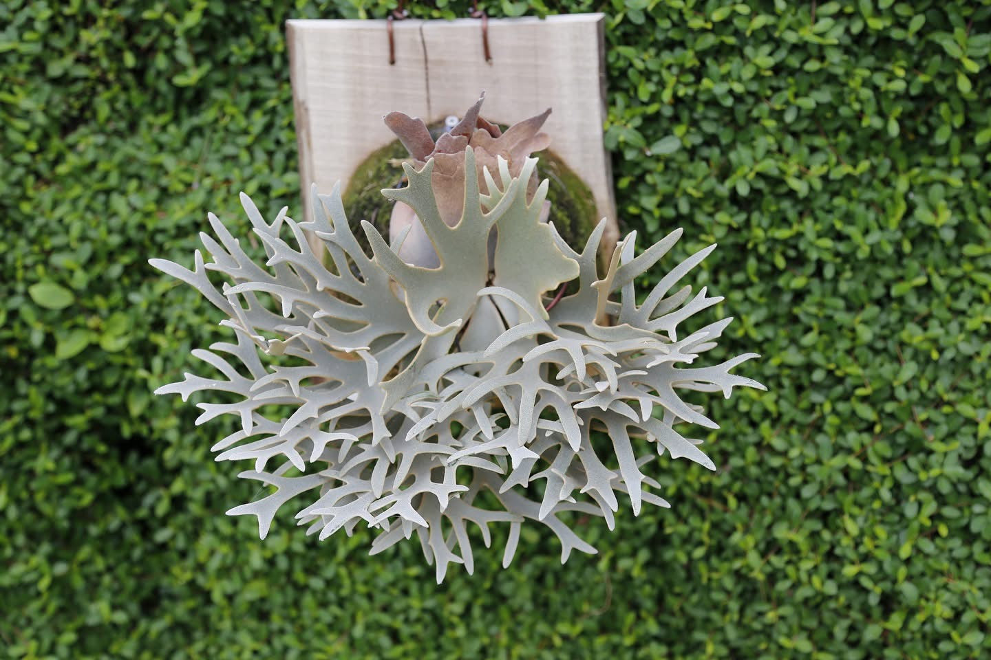 Platycerium "Nano"