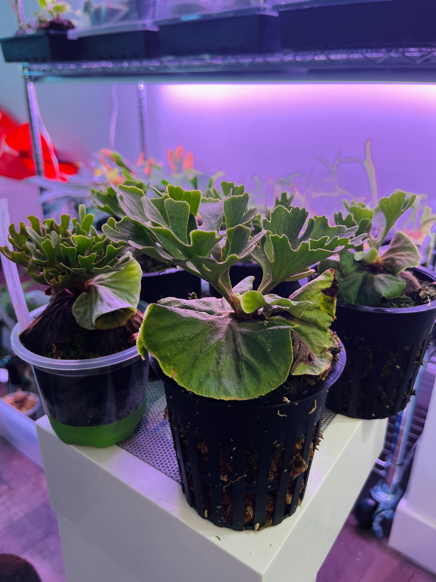 Platycerium Ridleyi argenté nain