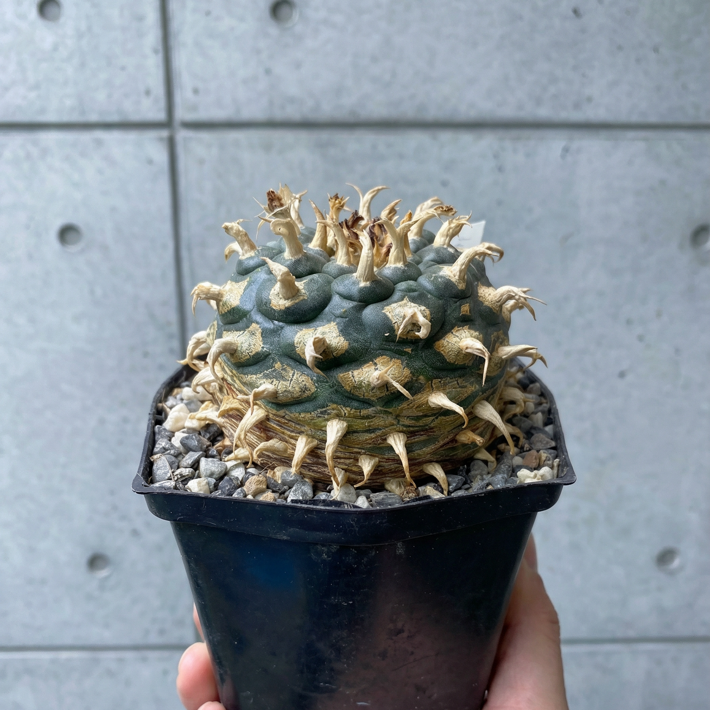 Lophophora koehresii var. San Francisco: The Black Sheep
