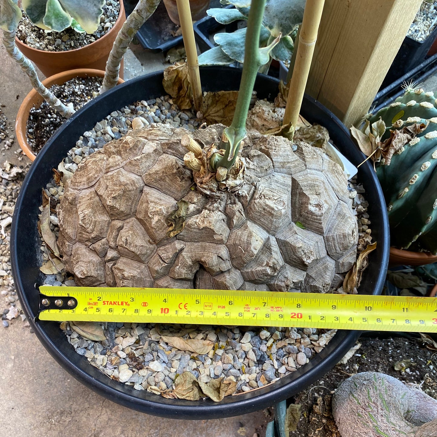 Dioscorea mexicana: A Living Sculpture