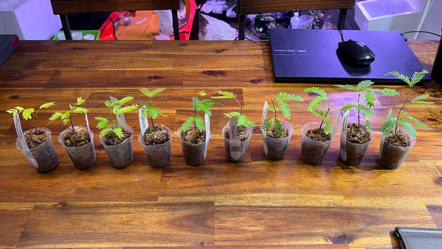 Cojoba Arborea - Japanese everfresh tree