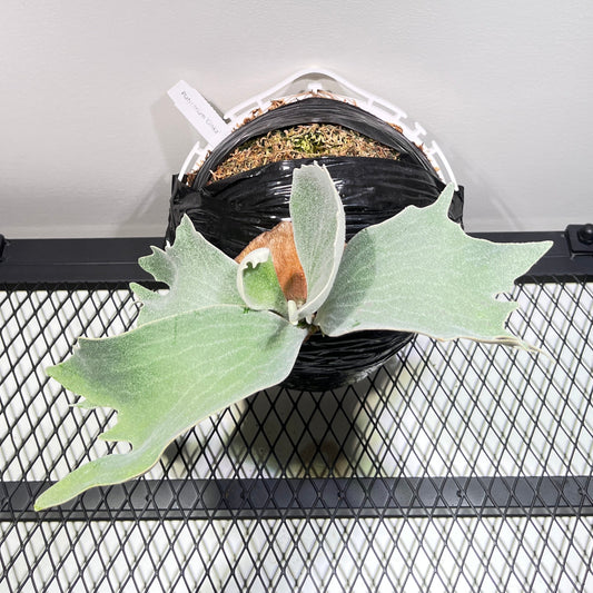 Platycerium « Ginka »