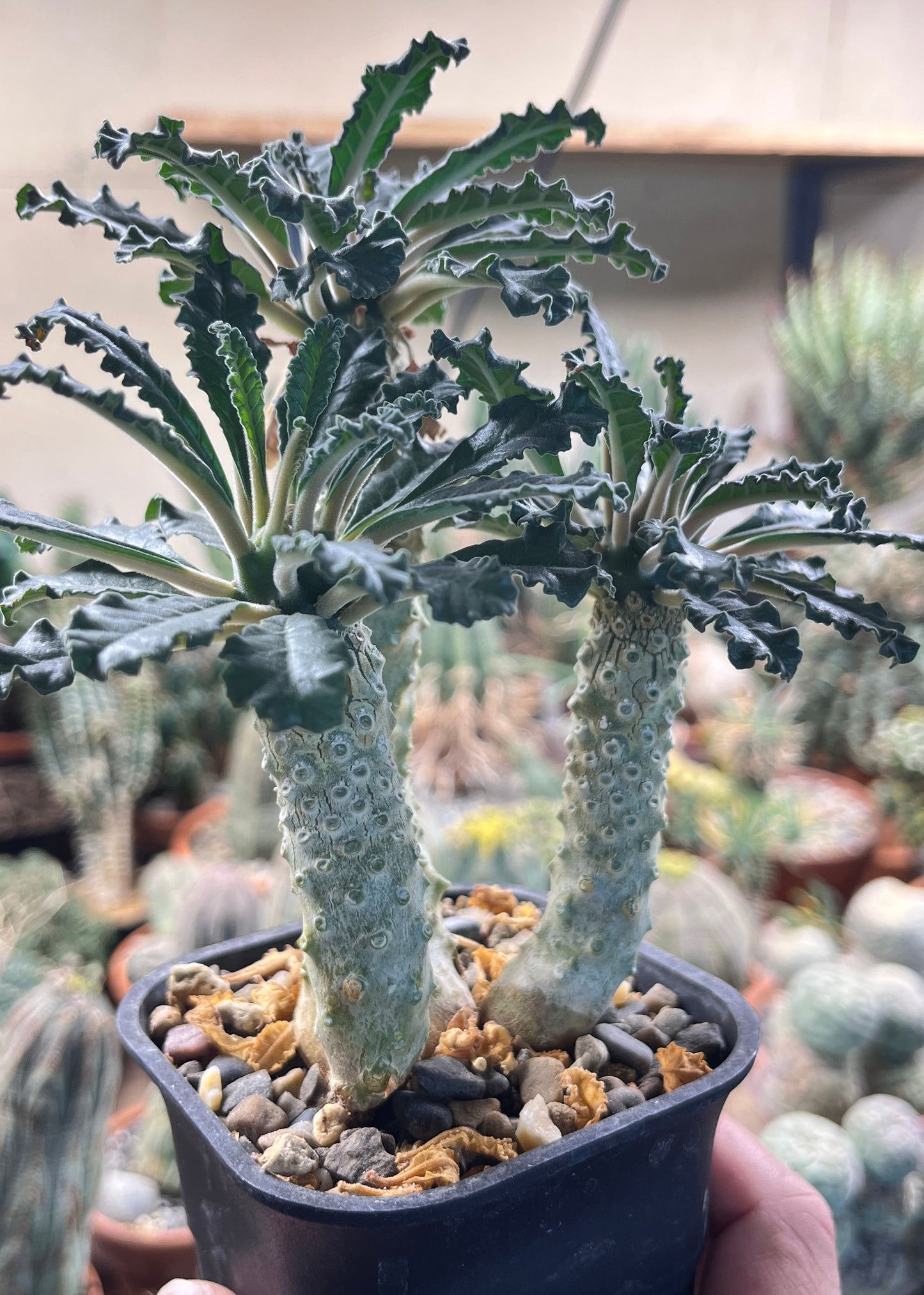 Dorstenia lavrani: The Lost Grove of Taba’a