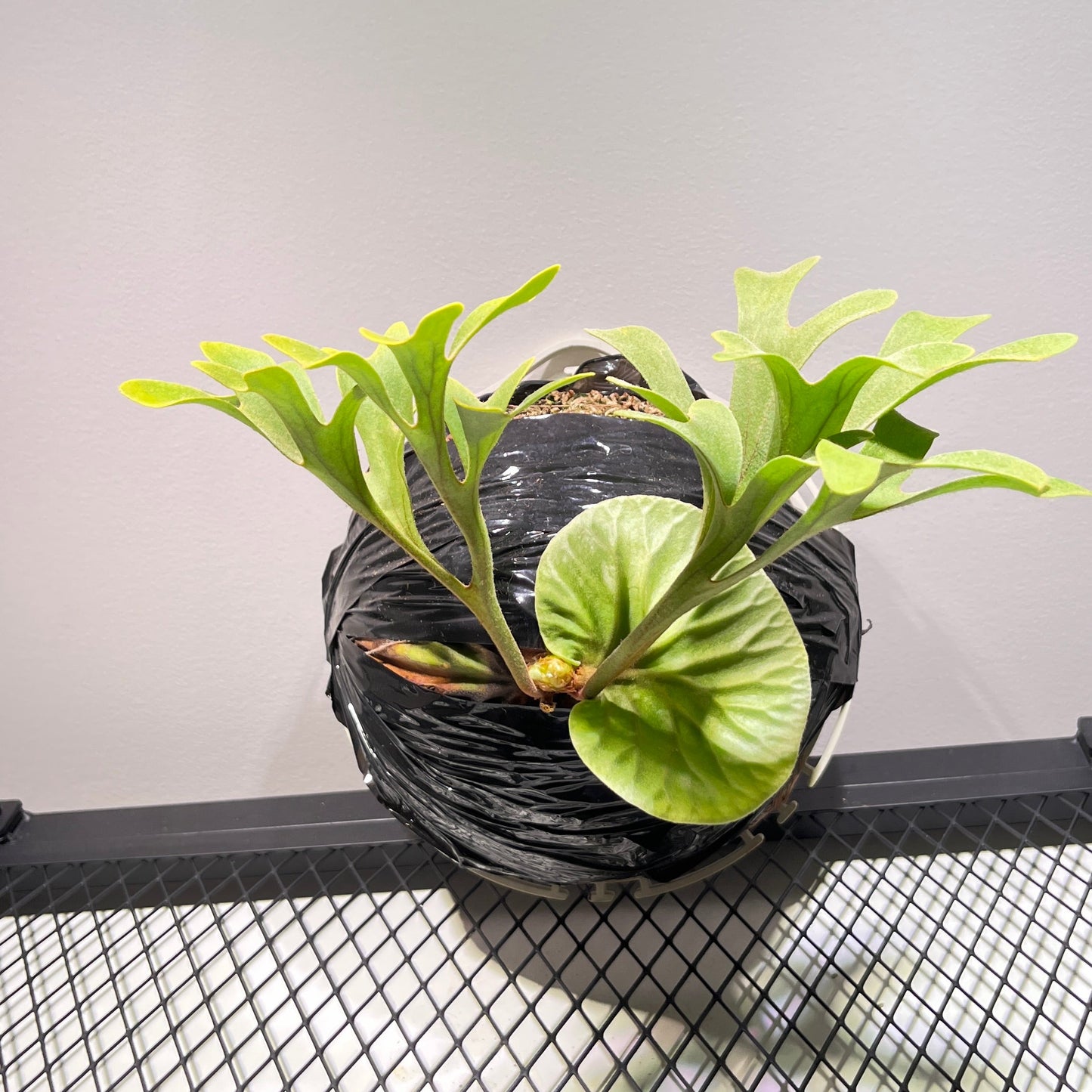 Platycerium Ridleyi Staghorn Fern 4"