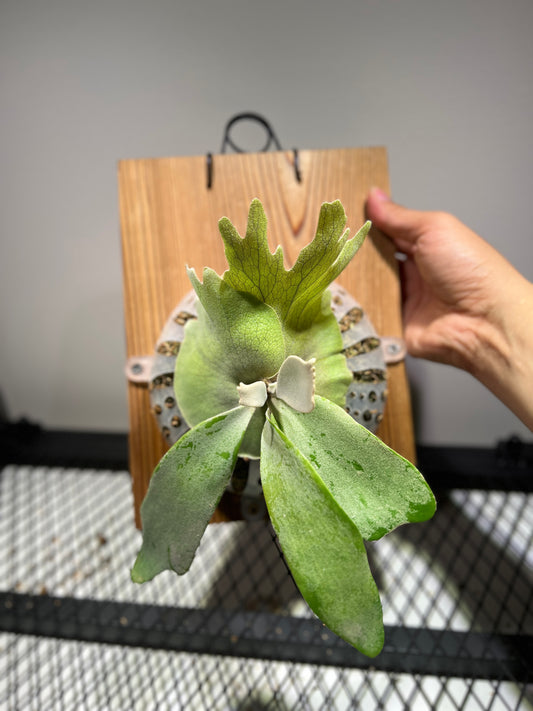 Platycerium Willinkii Staghorn Fern 4"