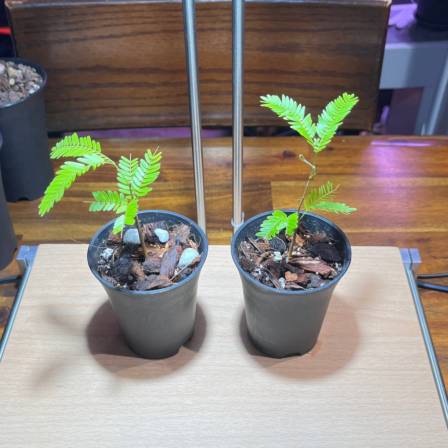 Cojoba Arborea - Japanese everfresh tree