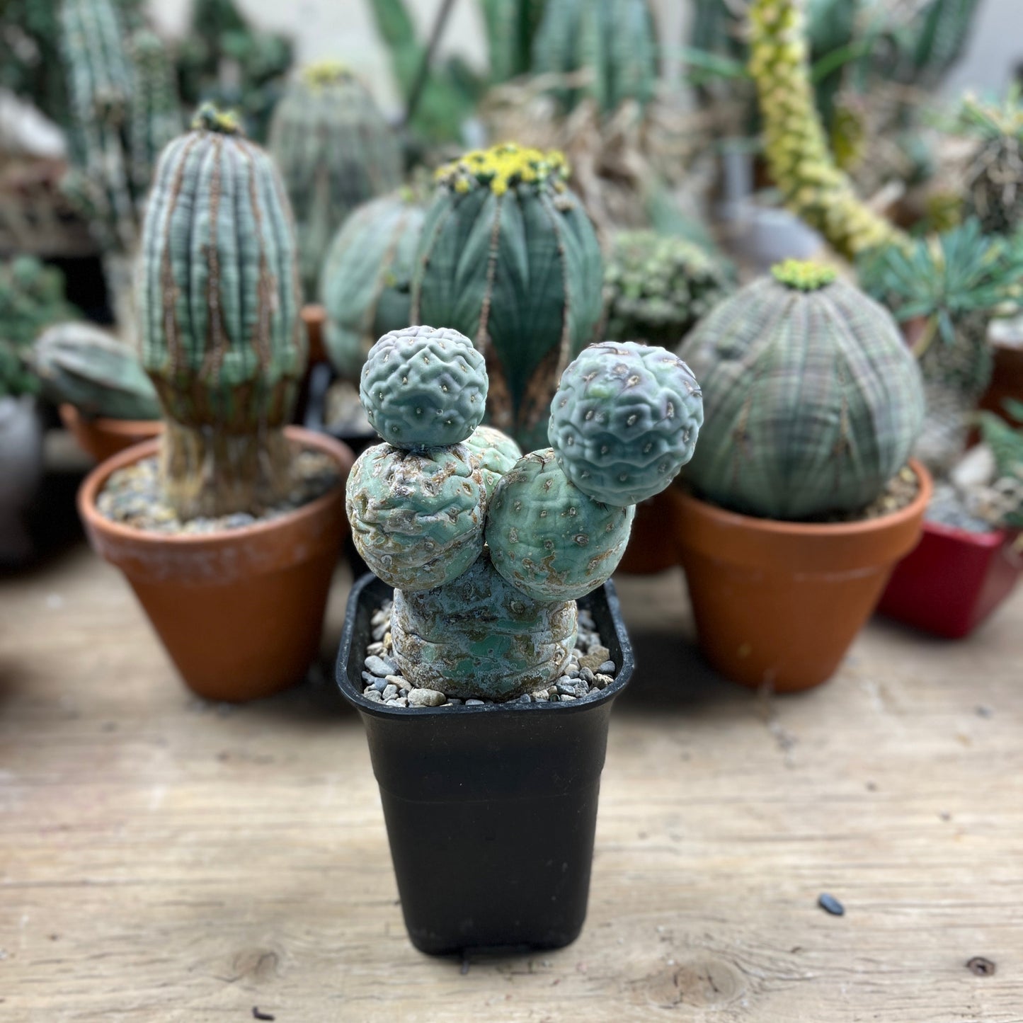 Tephrocactus geometricus: The Architect's Cactus