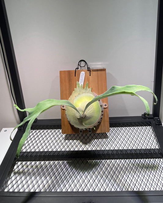 Platycerium « Rydeen »