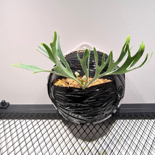 Kitkashkood “thin”