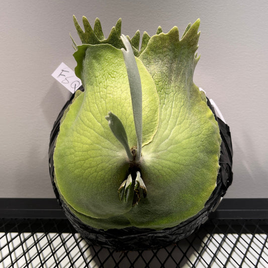 Platycerium « Foong SiQi »