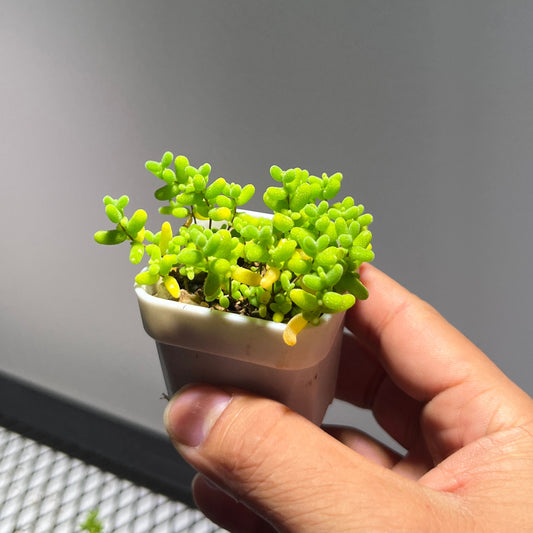 Drosanthemum globosum