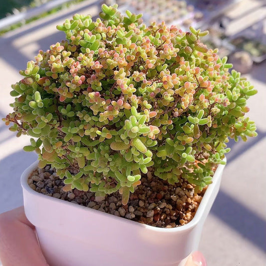 Drosanthemum globosum