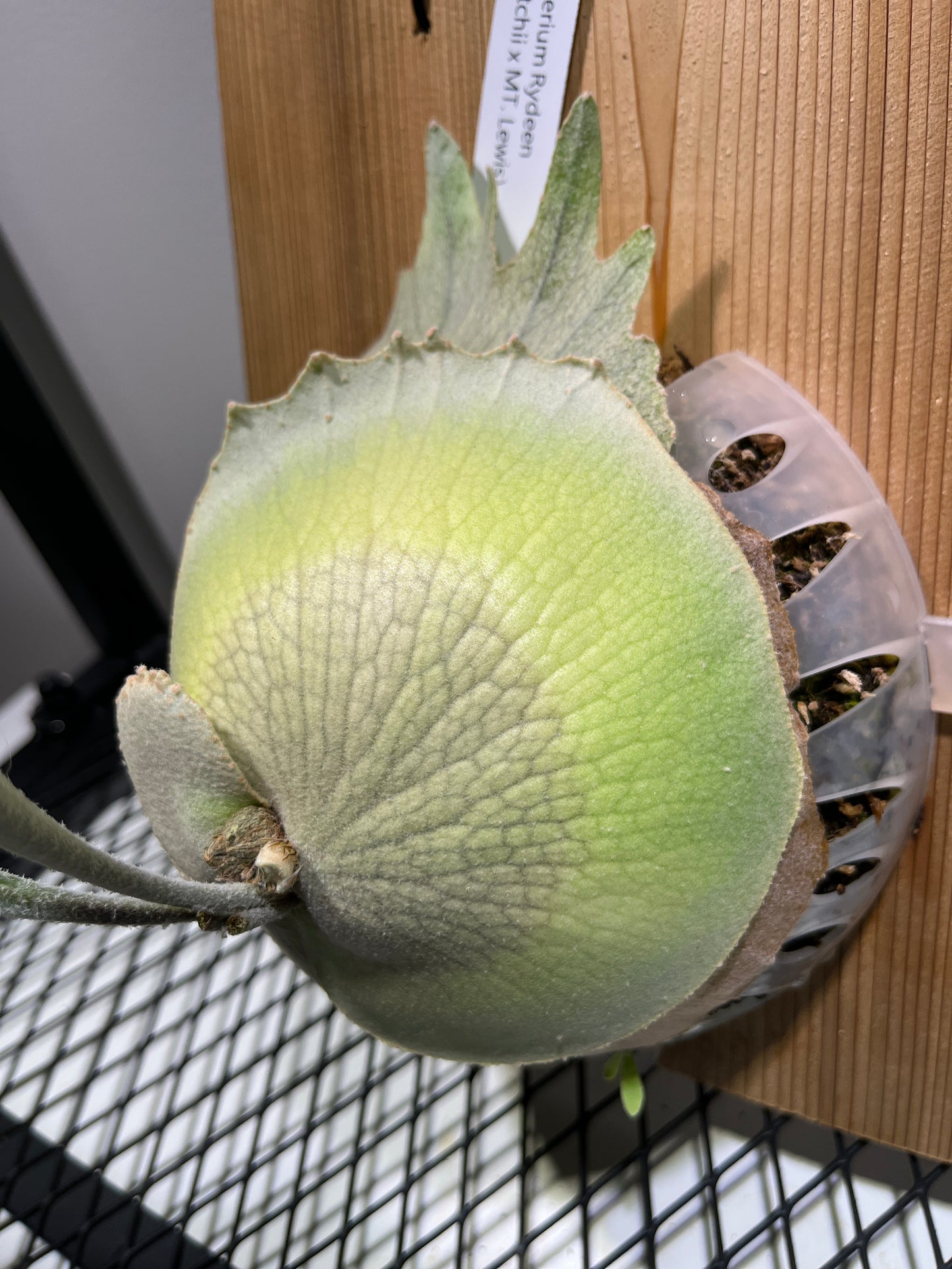 Platycerium « Rydeen »