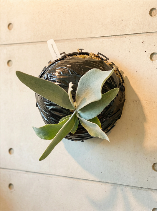 Platycerium « Elsa » - Reine des neiges Staghorn