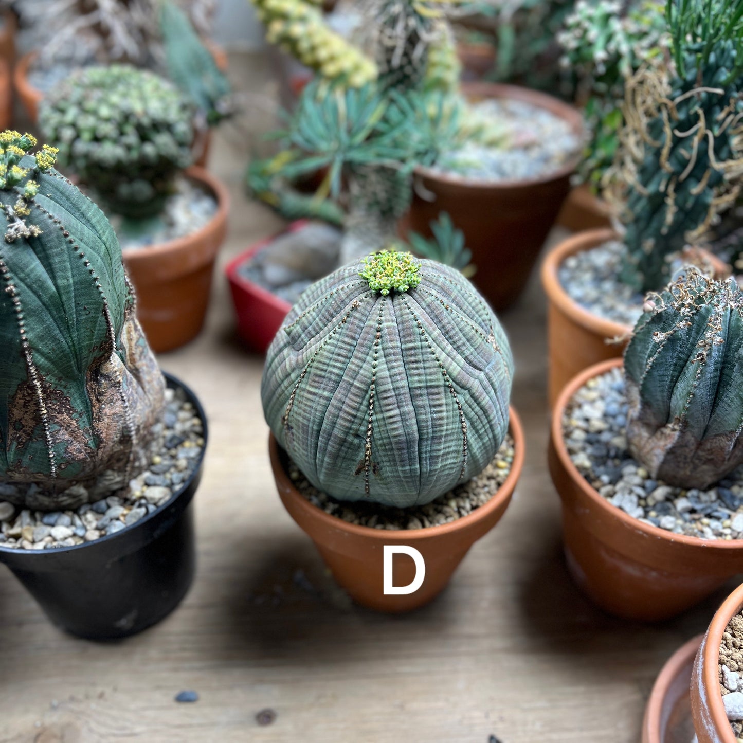 Euphorbia obesa - Nature's Perfect Equation