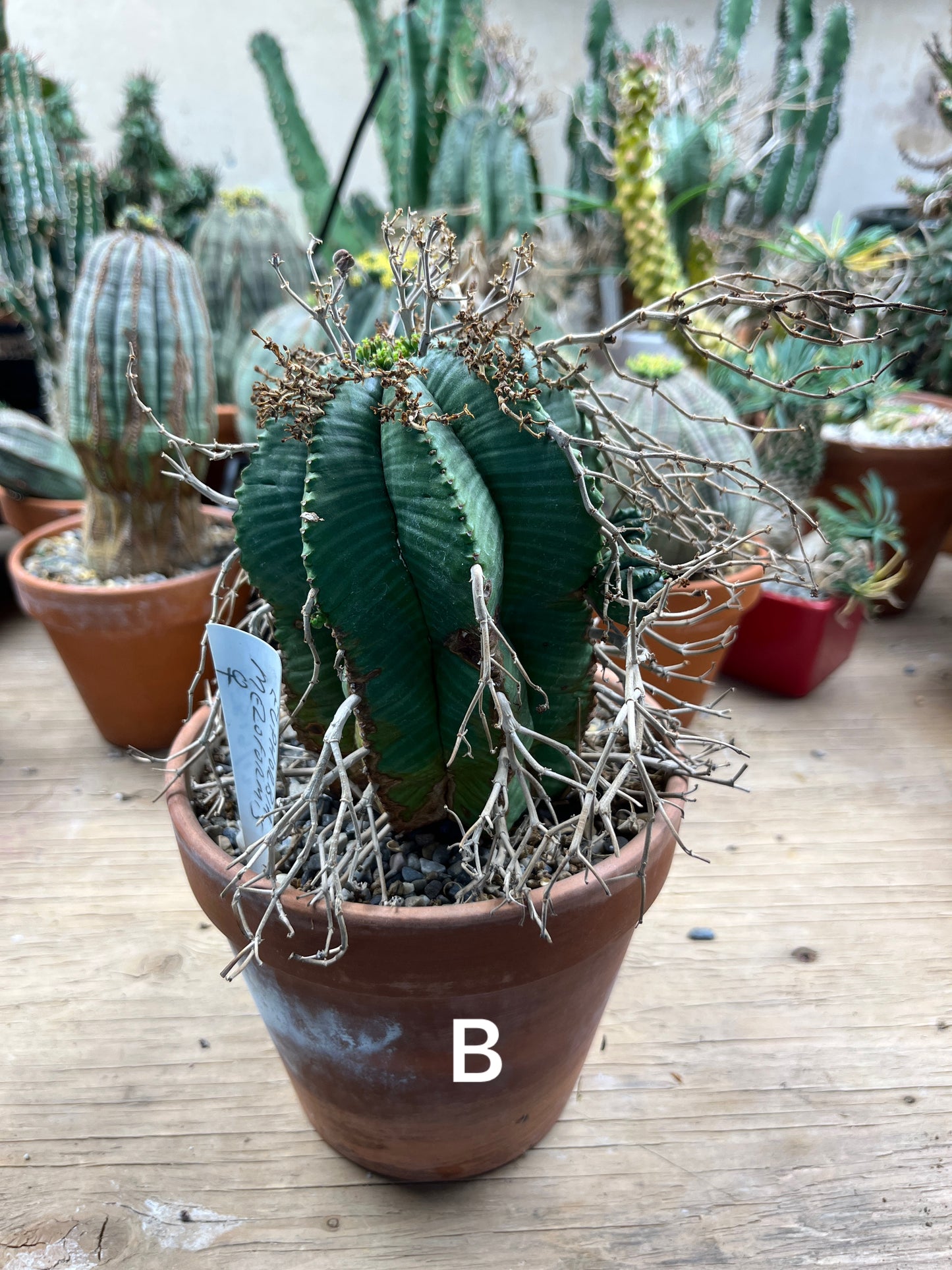 Euphorbia meloformis - The Desert's Forbidden Fruit