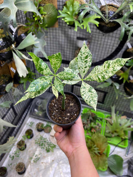 Variegated Money Tree (Pachira Aquatica)