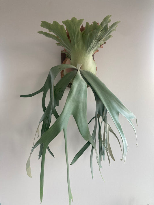 Platycerium Willinkii Staghorn Fern 4"