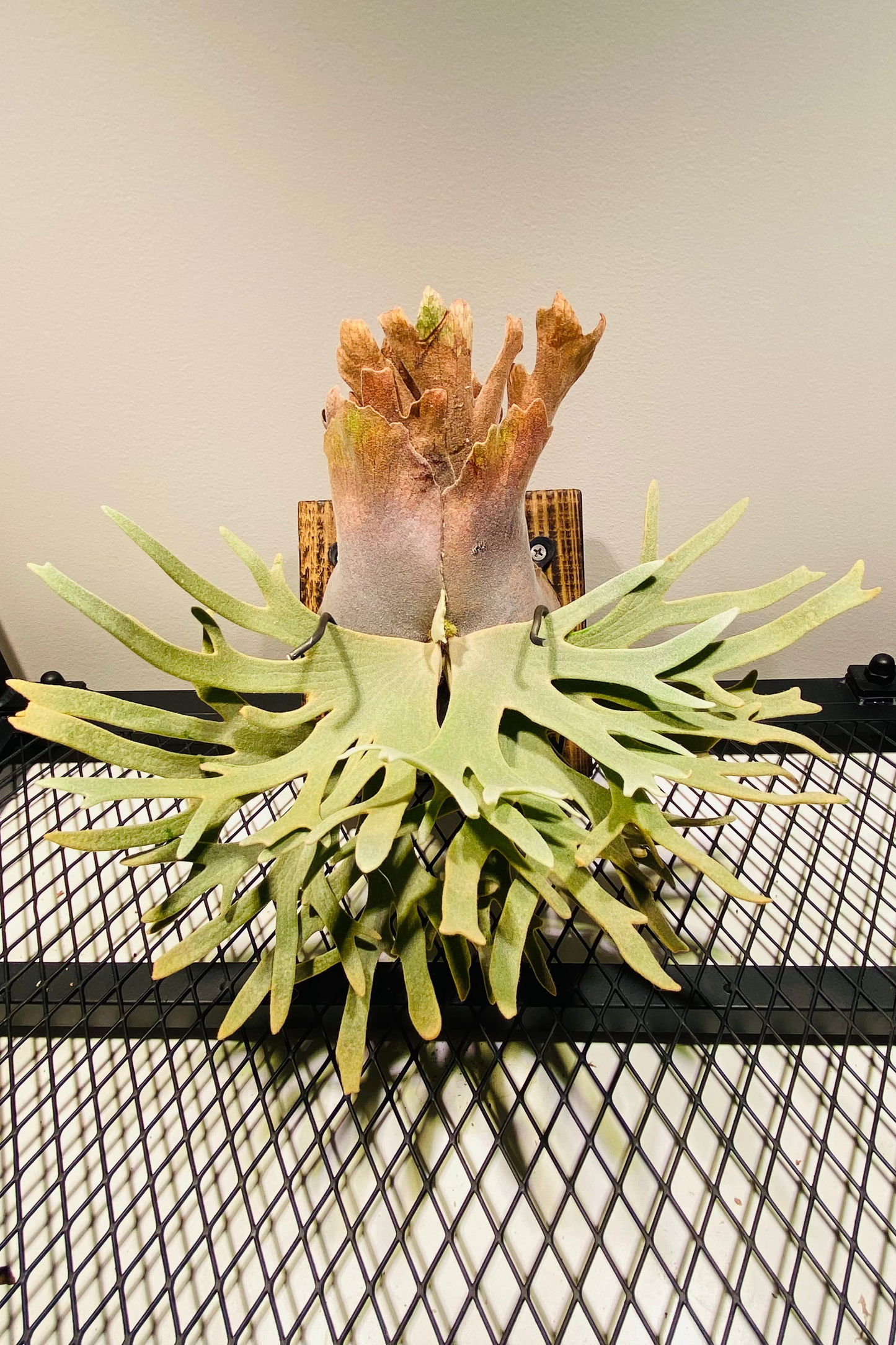 XL Platycerium Willinkii “Jade Girl”