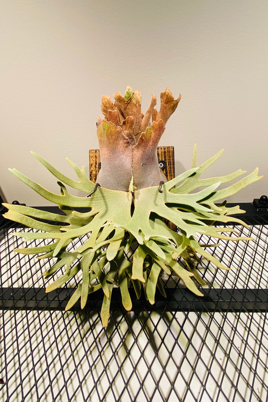 XL Platycerium Willinkii “Jade Girl”