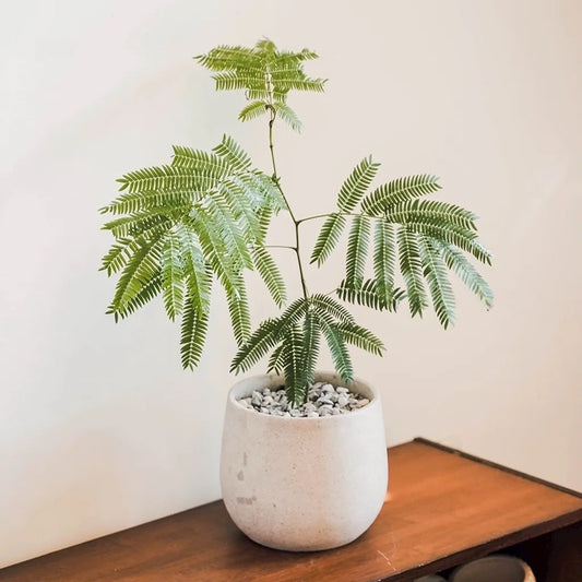 Cojoba Arborea - Japanese everfresh tree