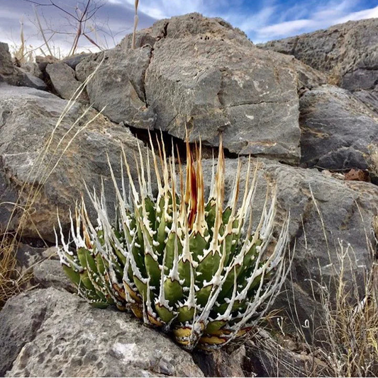 (COMING SOON) Agave Utahensis var. Eborispina - Seed Grown