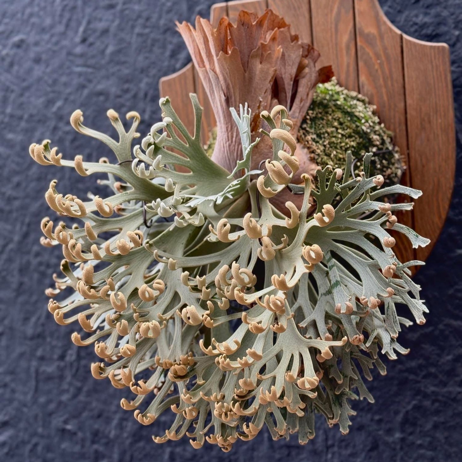 staghorn fern