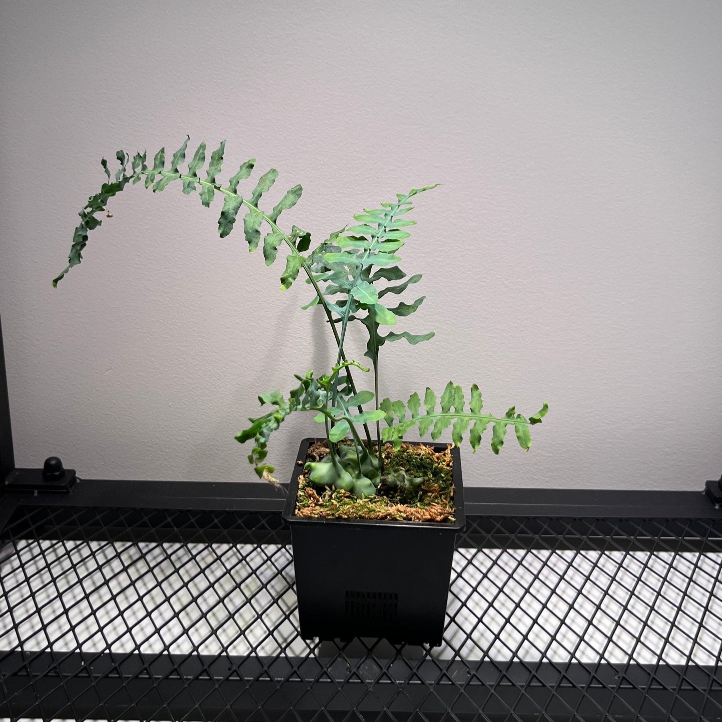 Lecanopteris Deparioides