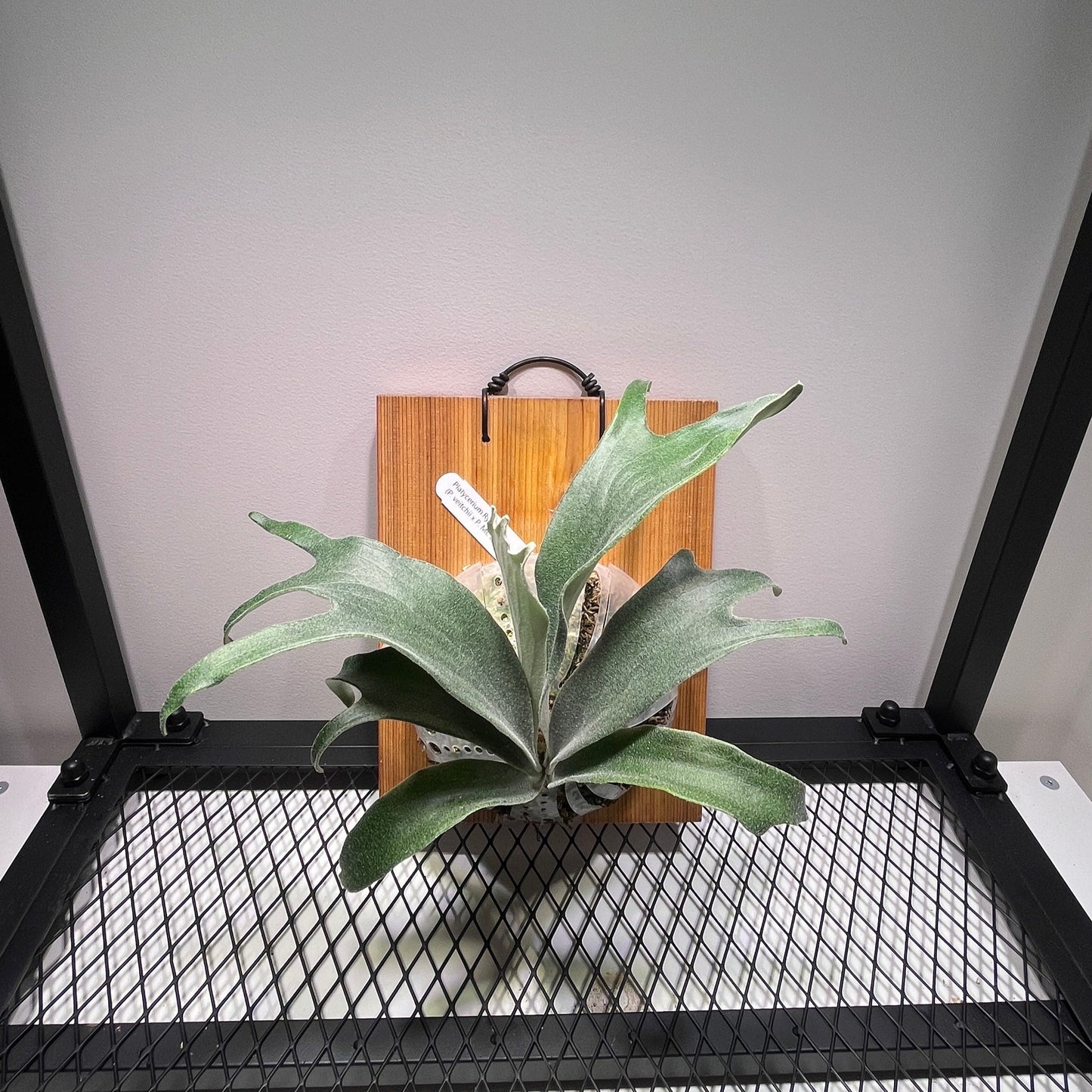Platycerium "Rydeen"