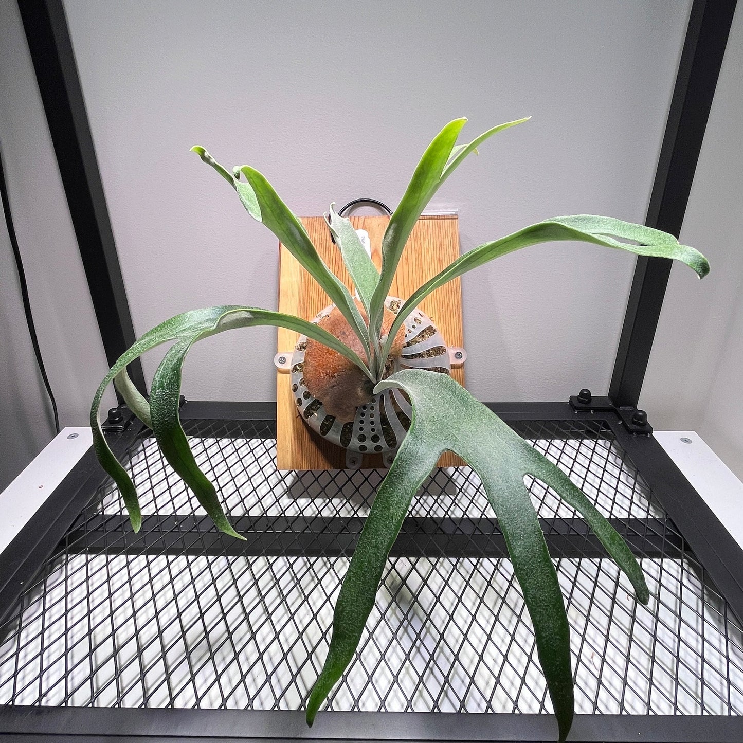 Platycerium "Rydeen"