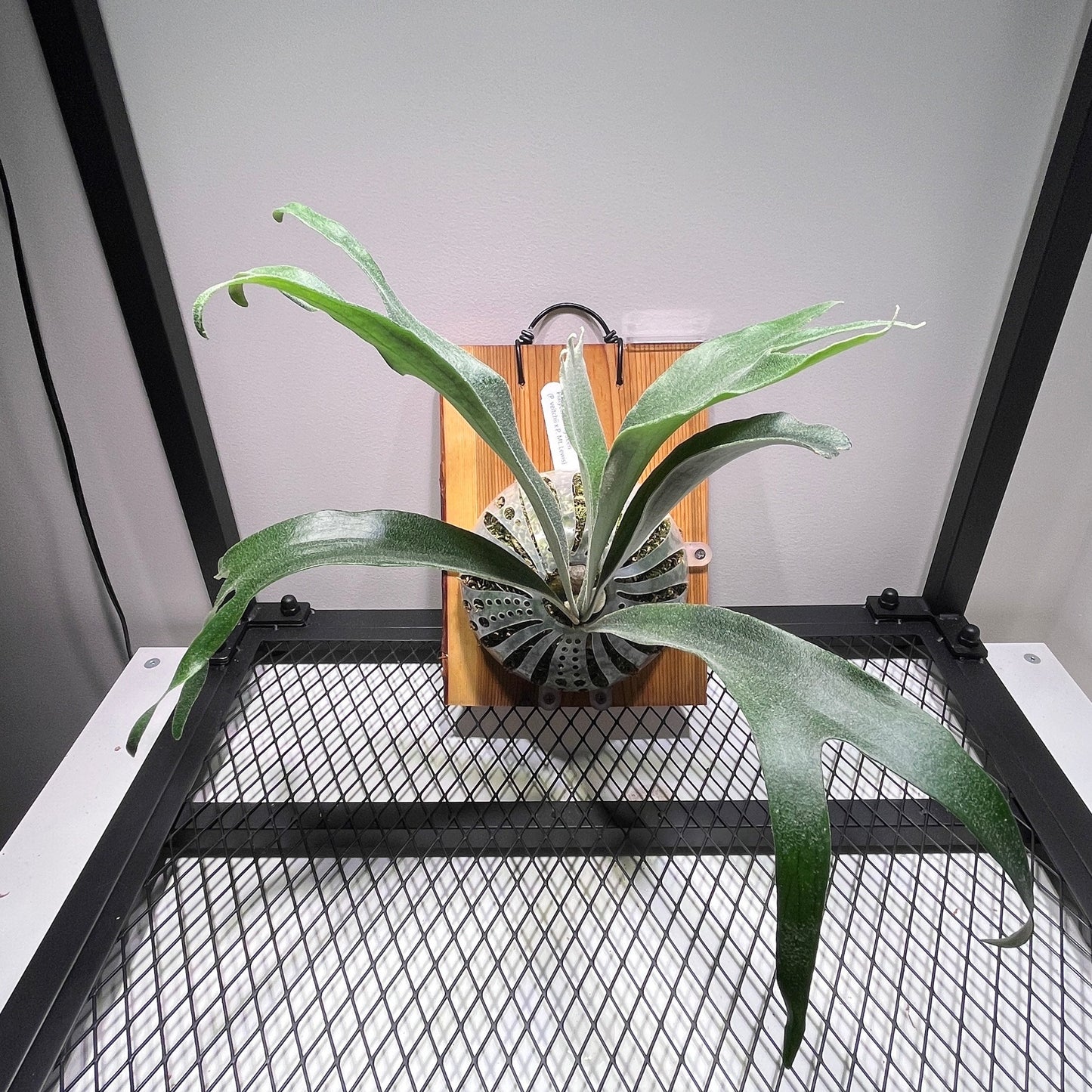 Platycerium "Rydeen"