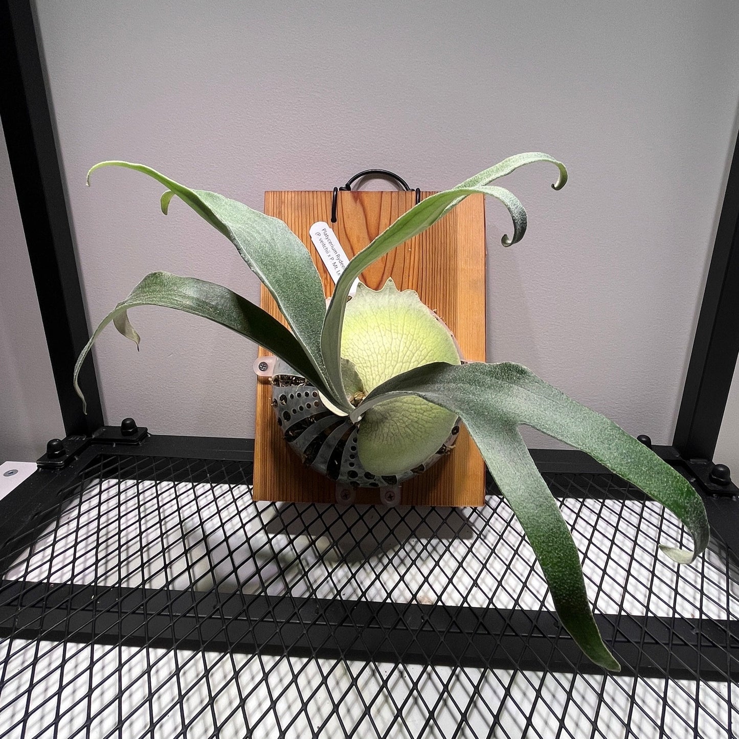 Platycerium "Rydeen"