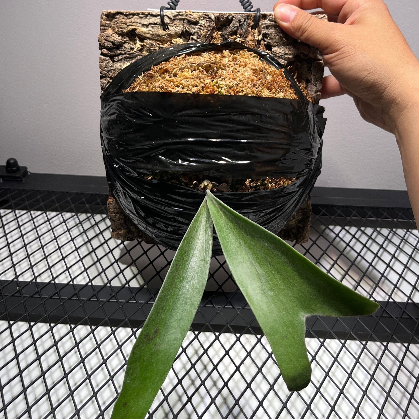 Platycerium Alcicorne "Madagascar" Staghorn Fern 4"